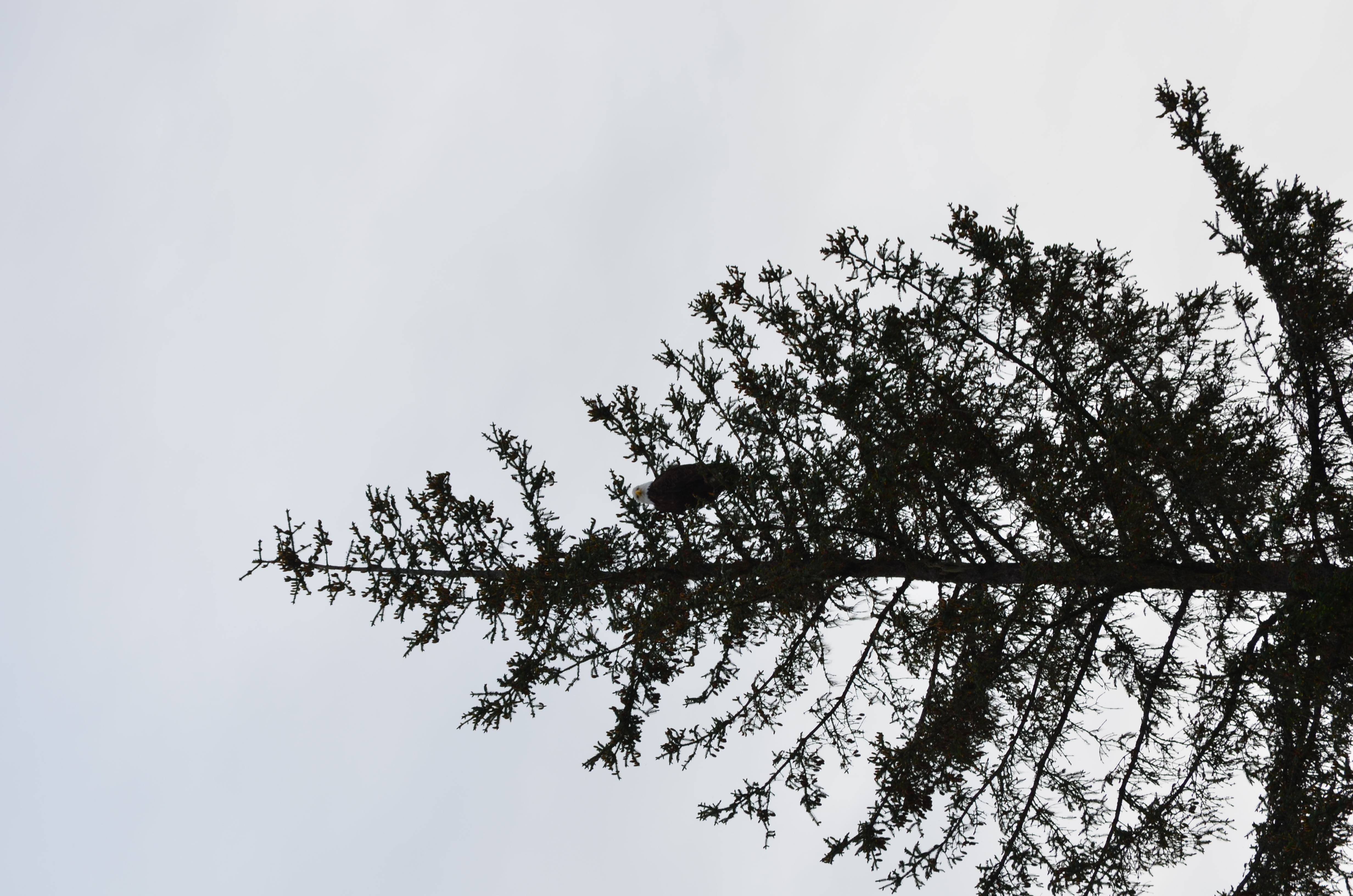 ./2017/08 - Alaska Cruise/10 - Icy Strait Point/DSC_0277.JPG